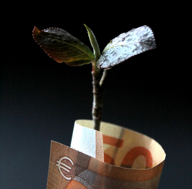 Plant growing from money
